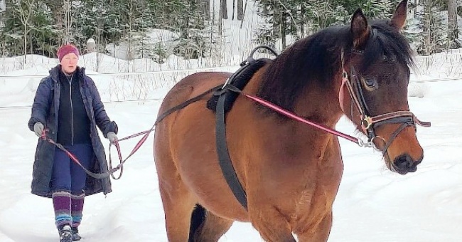 Harrastehevonen rakennetaan hyvästä aihiosta