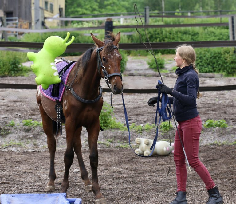 Nainen kouluttaa varsaa lasten leluilla.