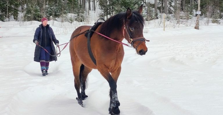 Nainen ohjastaa varsaa lumisella tiellä.