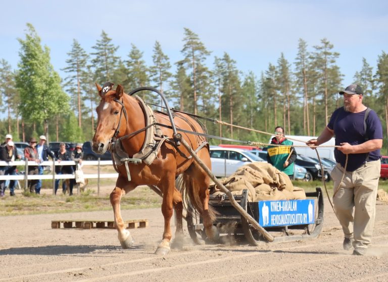 TYuöhhevonen vetokisassa