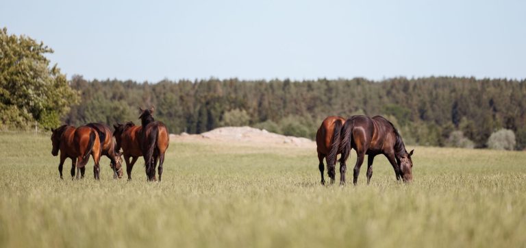 Lämminverihevosia lautumella