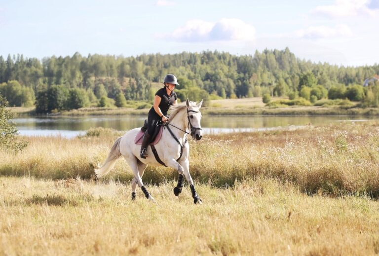 Ratsukko loppukesän sänkipellolla.