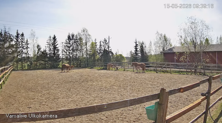 Varsaliven kuva viime vuodelta