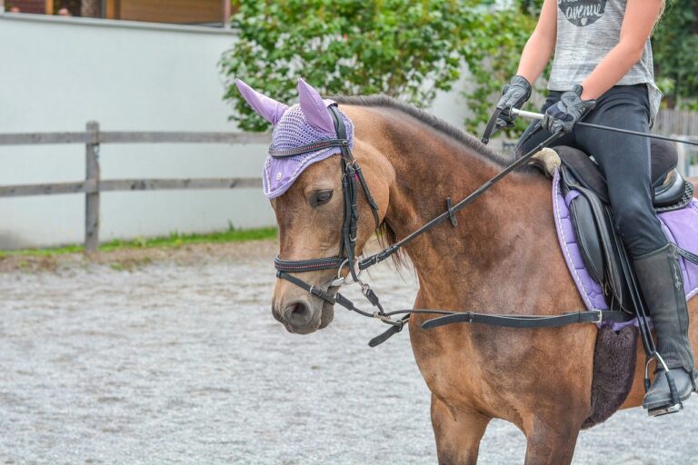 Hevonen ratsastustunnilla